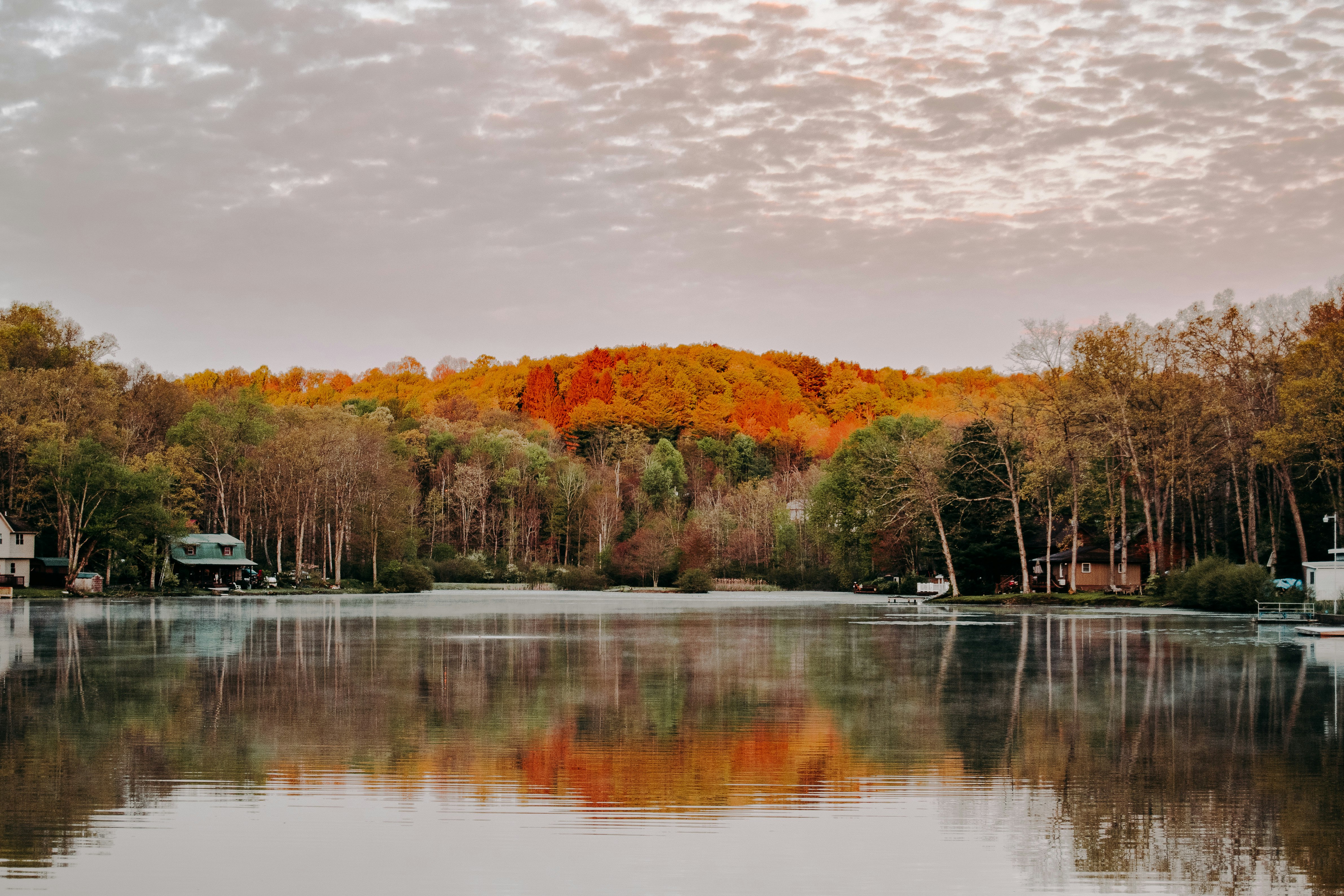 brown and green trees beside river during daytime